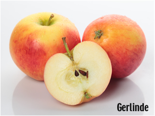 Der Gerlinde von Rolker Ökofrucht