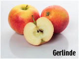 Der Gerlinde von Rolker &Ouml;kofrucht
