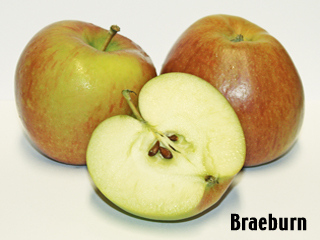 Der Boskoop von Rolker Ökofrucht