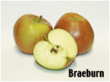 Der Braeburn von Rolker kofrucht