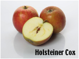 Der Holsteiner Cox von Rolker Ökofrucht