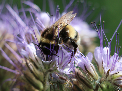 Bienen im Einsatz