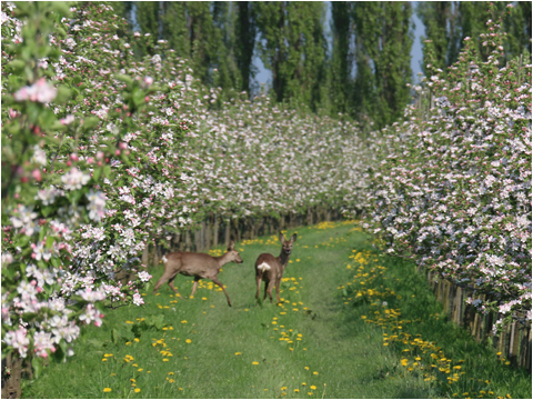 Die Apfelblüte