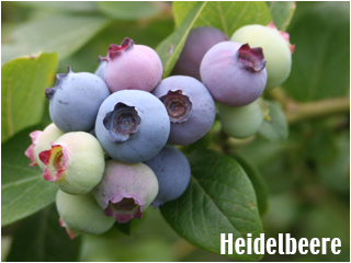 Heidelbeeren