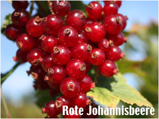 Rote Johannisbeeren