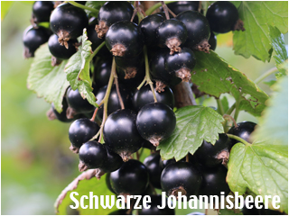 Schwarze Johannisbeeren von Rolker kofrucht