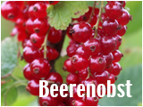 Menuübutton zu Beerenobst Infos uüber Erdbeeren, Heidelbeeren Blaubeeren und schwarze und rote Johannisbeeren