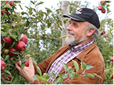 Menuübutton zu alten Gartentricks und Gartentipps für ökologischen Pflanzenschutz, Obstsorten und Apfellagerung