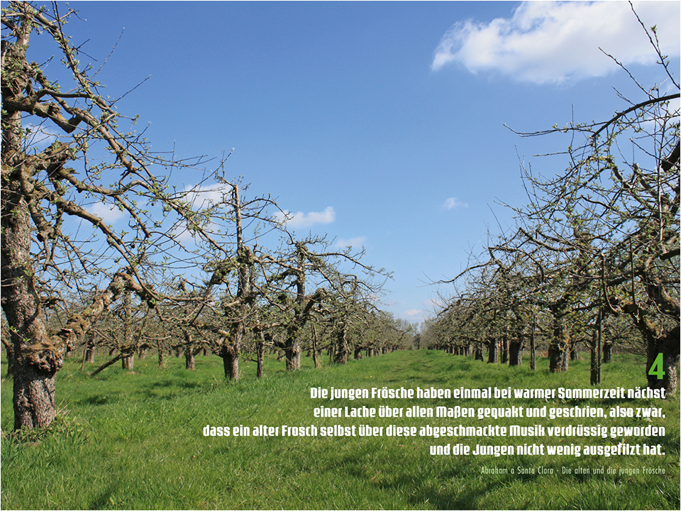 Rolker Ökofrucht Kalenderblatt April 2024 Plantage alter Apfelbume mit aufbrechenden Blattknospen