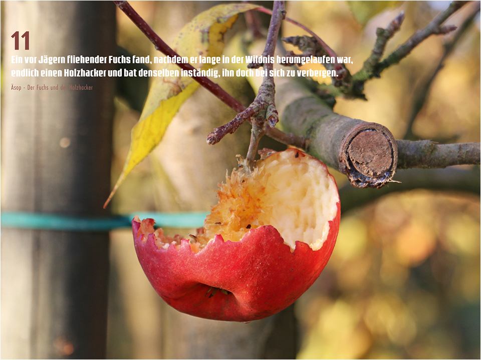 Rolker Ökofrucht November 2024 nach der Ernte vergessener Apfel in Groaufnahme, rundum von Vgeln abgepickt 
