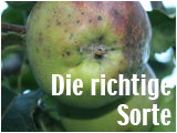 Welche Sorten