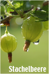 Stachelbeeren - aus kologischem Anbau von Rolker kofrucht