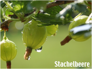 Stachelbeeren