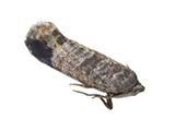 Apfelwickler