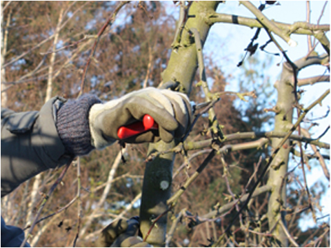 Obstbaumschnitt